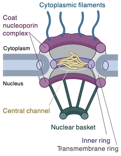 Nuclear pore complex