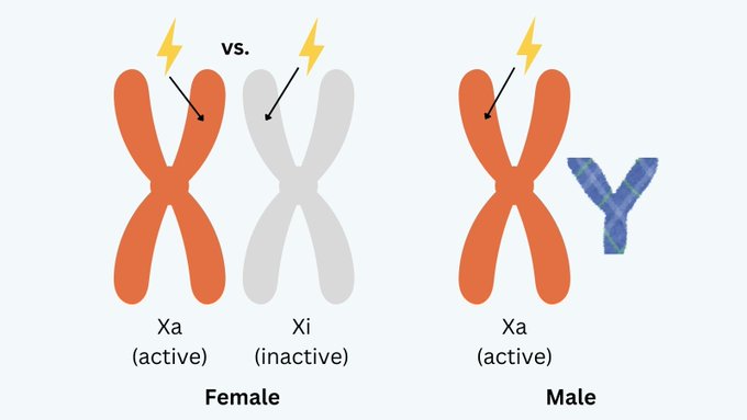 Diagram of X chromosome inactivation