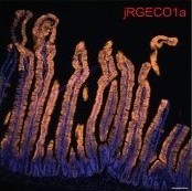 Detecting gut serotonin