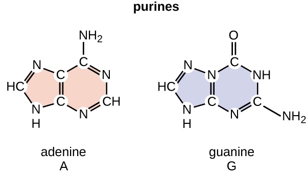 A diagram of two purines