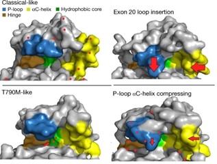 The four EGFR mutation subgroups